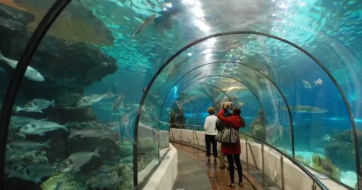 Khám Phá Thủy Cung Lotte World Aquarium Hà Nội: Giá Vé Và Thông Tin Trải Nghiệm Chi Tiết Khám Phá Thủy Cung Lotte World Aquarium Hà Nội: Giá Vé Và Thông Tin Trải Nghiệm Chi Tiết