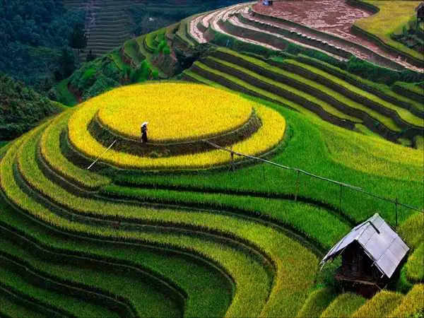 Thuyết Minh Về Ruộng Bậc Thang: Định Nghĩa, Đặc Điểm Và Ví Dụ Mẫu Cho Học Sinh
