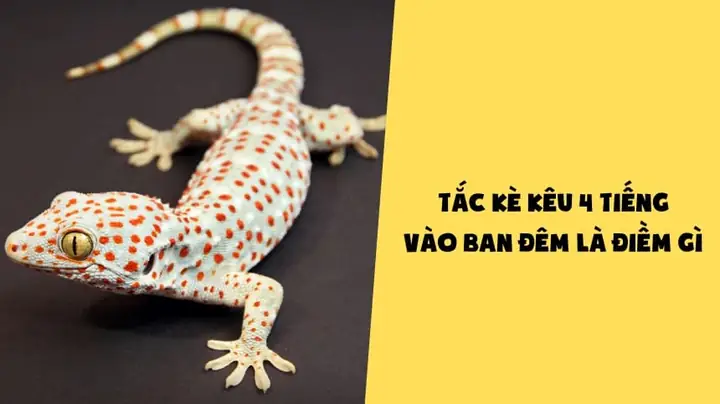 Tiếng Tắc Kè Kêu Trong Đêm La Điềm Gì Tiếng Tắc Kè Kêu Trong Đêm La Điềm Gì