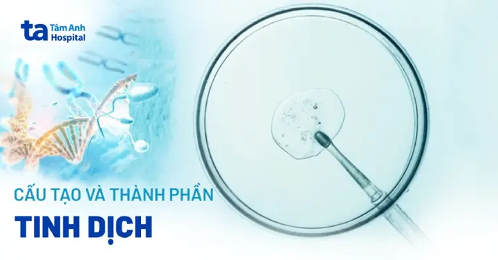 Tinh Dịch Là Gì? Phân Biệt Tinh Dịch Với Tinh Trùng Và Những Kiến Thức Cần Biết Tinh Dịch Là Gì? Phân Biệt Tinh Dịch Với Tinh Trùng Và Những Kiến Thức Cần Biết