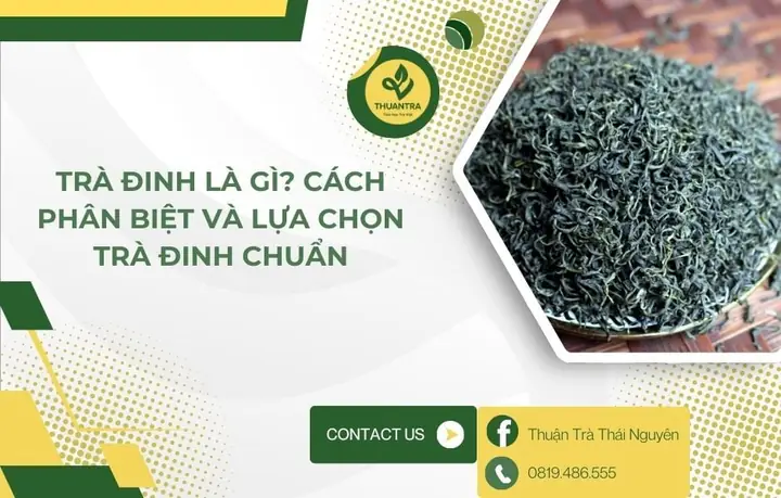 Trà Đinh Là Gì? Tại Sao Loại Trà Thượng Hạng Này Lại Đắt Đỏ? Trà Đinh Là Gì? Tại Sao Loại Trà Thượng Hạng Này Lại Đắt Đỏ?