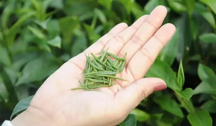 Trà Đinh Là Gì? Tại Sao Loại Trà Thượng Hạng Này Lại Đắt Đỏ? Trà Đinh Là Gì? Tại Sao Loại Trà Thượng Hạng Này Lại Đắt Đỏ?