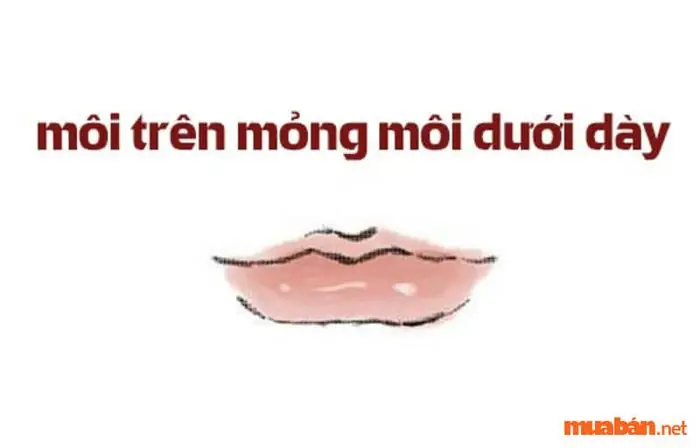Tướng Đàn Ông Môi Trên Mỏng Môi Dưới Dày