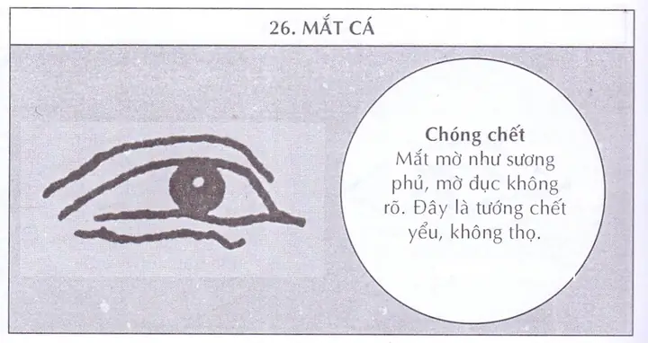 Tướng Mắt Cá Chép Tướng Mắt Cá Chép