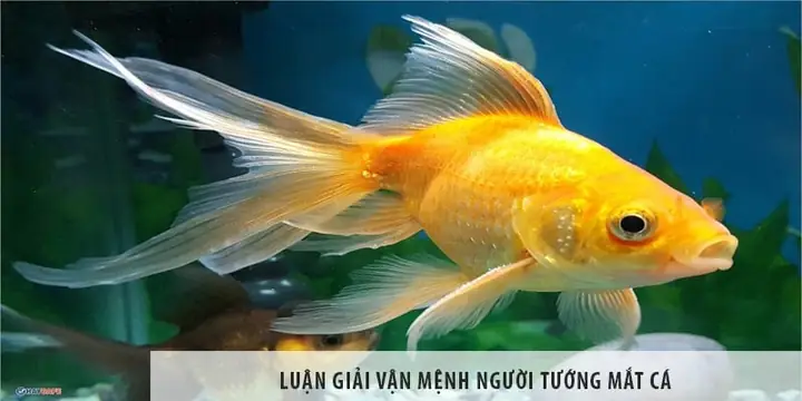 Tướng Mắt Đuôi Cá Tướng Mắt Đuôi Cá