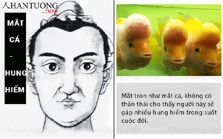 Tướng Mắt Đuôi Cá Tướng Mắt Đuôi Cá