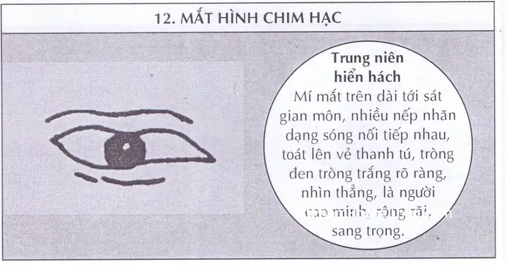 Tướng Mắt Hạc Tướng Mắt Hạc