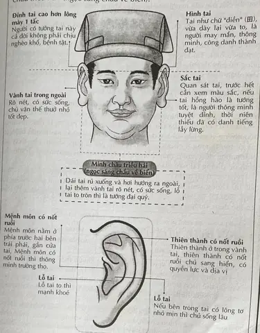 Tướng Tai Lật Vành Nữ Tướng Tai Lật Vành Nữ