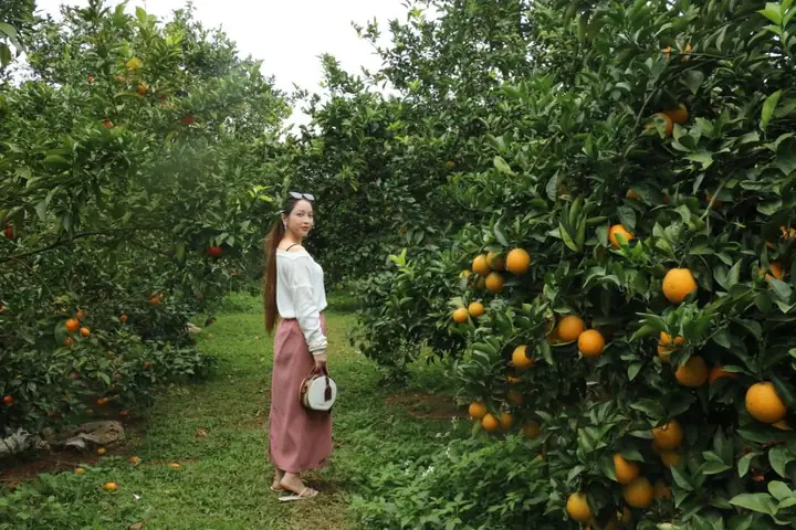 Kinh Nghiệm Đi Vườn Cam Cao Phong: Lịch Trình, Cách Chọn Cam Ngon Và Giá Bán Mới Nhất Kinh Nghiệm Đi Vườn Cam Cao Phong: Lịch Trình, Cách Chọn Cam Ngon Và Giá Bán Mới Nhất