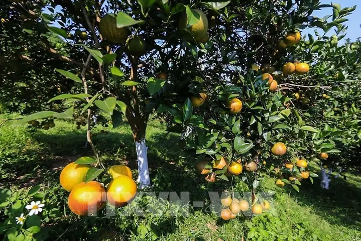 Kinh Nghiệm Đi Vườn Cam Cao Phong: Lịch Trình, Cách Chọn Cam Ngon Và Giá Bán Mới Nhất Kinh Nghiệm Đi Vườn Cam Cao Phong: Lịch Trình, Cách Chọn Cam Ngon Và Giá Bán Mới Nhất