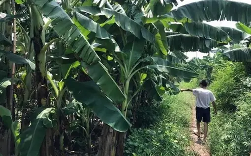 Vườn Chuối An Điền: Tổng Hợp Thông Tin Và Hướng Dẫn Canh Tác Vườn Chuối An Điền: Tổng Hợp Thông Tin Và Hướng Dẫn Canh Tác