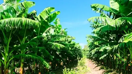 Vườn Chuối An Điền: Tổng Hợp Thông Tin Và Hướng Dẫn Canh Tác Vườn Chuối An Điền: Tổng Hợp Thông Tin Và Hướng Dẫn Canh Tác