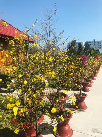 Khám Phá Vường Hoa Trường Sơn Nha Trang: Địa Điểm, Hoạt Động Và Mẹo Du Lịch