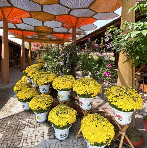 Khám Phá Vường Hoa Trường Sơn Nha Trang: Địa Điểm, Hoạt Động Và Mẹo Du Lịch