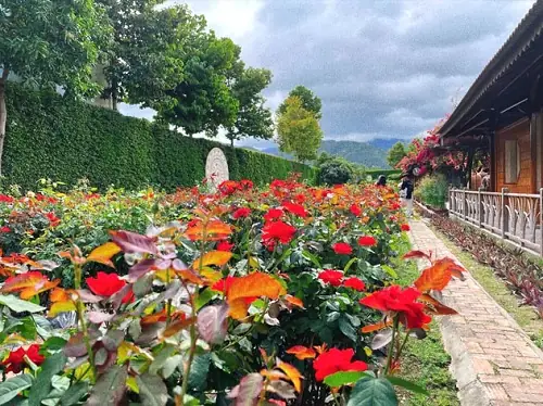 Khám Phá Vường Hoa Trường Sơn Nha Trang: Địa Điểm, Hoạt Động Và Mẹo Du Lịch