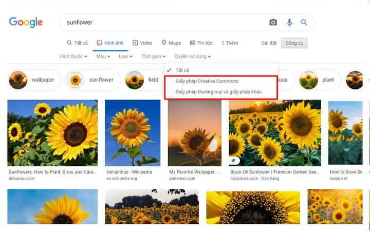 Tải 100+ Website Hình Ảnh Chất Lượng Cao Miễn Phí Cho Nhà Thiết Kế & Marketer