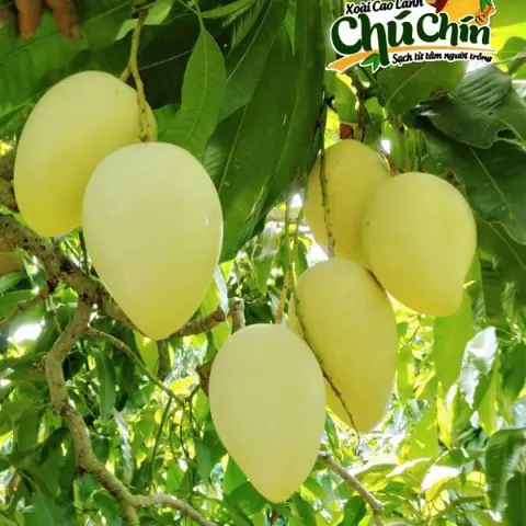 Xoài Cát Chu Cao Lãnh: Đặc Điểm, Hương Vị Và Cách Chọn Xoài Chuẩn Ngon Xoài Cát Chu Cao Lãnh: Đặc Điểm, Hương Vị Và Cách Chọn Xoài Chuẩn Ngon