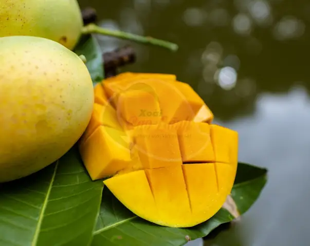 Xoài Cát Chu Cao Lãnh: Đặc Điểm, Hương Vị Và Cách Chọn Xoài Chuẩn Ngon Xoài Cát Chu Cao Lãnh: Đặc Điểm, Hương Vị Và Cách Chọn Xoài Chuẩn Ngon