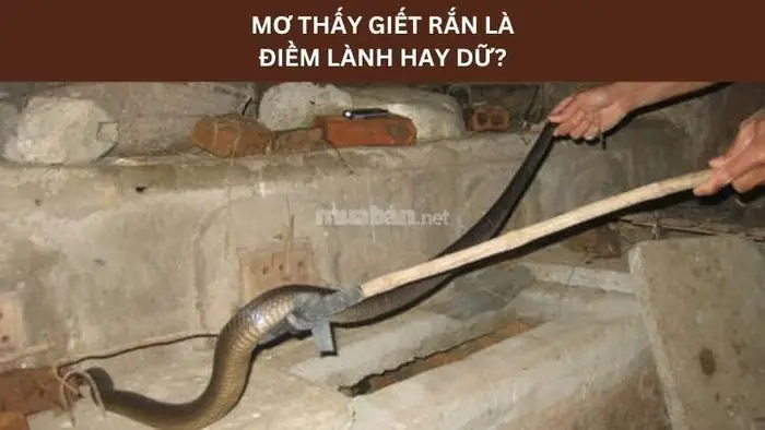 Ý Nghĩa Giấc Mơ Giết Rắn Mà Không Chết
