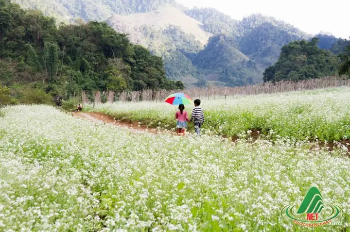 Khám Phá Ảnh Đẹp Mộc Châu Sơn La: Những Địa Điểm Chụp Hình Đẹp Nhất Cho Người Yêu Du Lịch