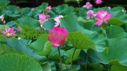 Bà Bầu Mơ Thấy Hoa Sen: Ý Nghĩa, Giải Thích Chi Tiết Và Lời Khuyên Thực Tế