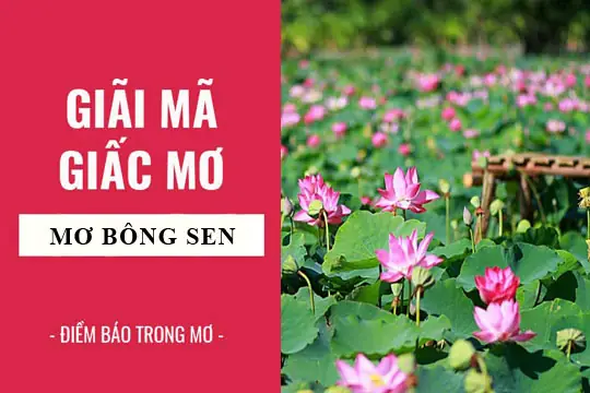 Bà Bầu Mơ Thấy Hoa Sen: Ý Nghĩa, Giải Thích Chi Tiết Và Lời Khuyên Thực Tế