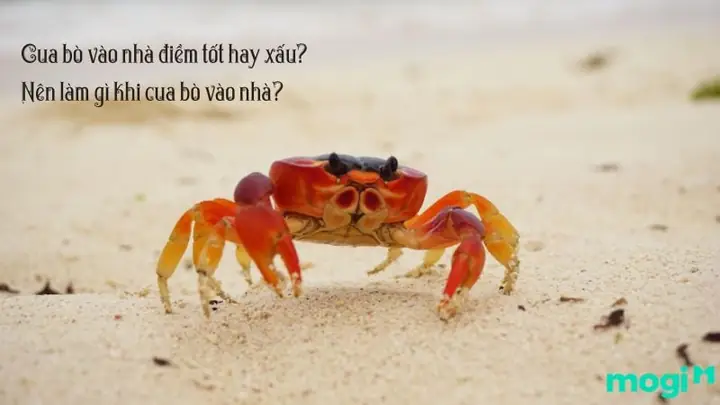 Giải Mã Ba Khía Bò Vào Nhà Là Điềm Gì: Tốt Hay Xấu Theo Phong Thủy Cho Gia Chủ Giải Mã Ba Khía Bò Vào Nhà Là Điềm Gì: Tốt Hay Xấu Theo Phong Thủy Cho Gia Chủ