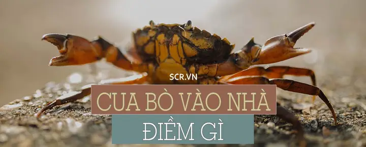 Giải Mã Ba Khía Bò Vào Nhà Là Điềm Gì: Tốt Hay Xấu Theo Phong Thủy Cho Gia Chủ Giải Mã Ba Khía Bò Vào Nhà Là Điềm Gì: Tốt Hay Xấu Theo Phong Thủy Cho Gia Chủ