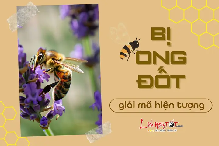 Giải Mã Bị Ong Đốt Là Điềm Báo Gì: Ý Nghĩa Tâm Linh Và Các Trường Hợp Cụ Thể