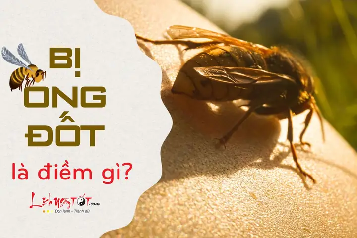 Giải Mã Bị Ong Đốt Là Điềm Báo Gì: Ý Nghĩa Tâm Linh Và Các Trường Hợp Cụ Thể