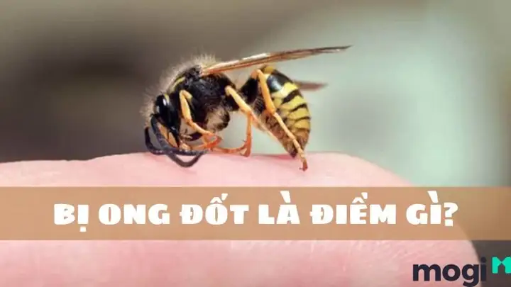 Giải Mã Bị Ong Đốt Là Điềm Báo Gì: Ý Nghĩa Tâm Linh Và Các Trường Hợp Cụ Thể