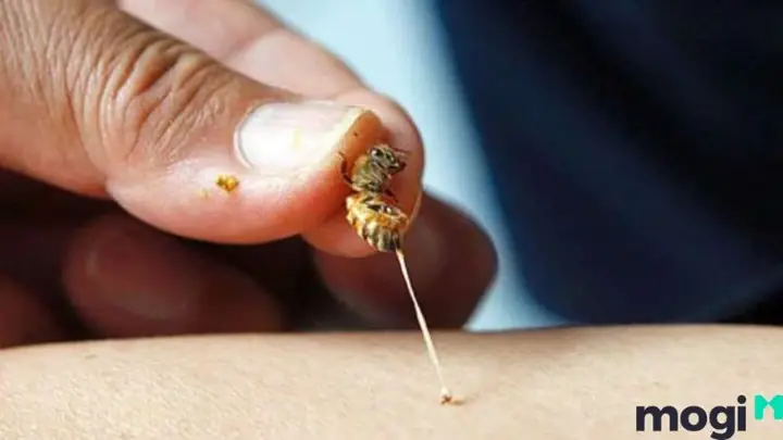 Giải Mã Bị Ong Đốt Là Điềm Báo Gì: Ý Nghĩa Tâm Linh Và Các Trường Hợp Cụ Thể