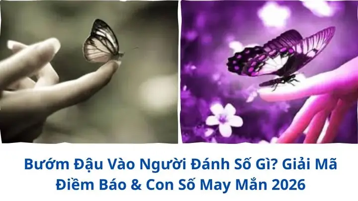 Giải Mã Bướm Đậu Vào Người Là Điềm Báo Gì: Điềm Lành Dữ Cho Người Gặp Hiện Tượng Theo Màu Sắc Và Thời Gian