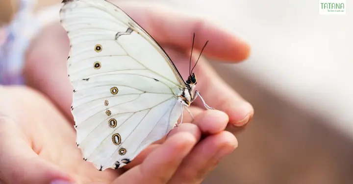 Giải Mã Bướm Đậu Vào Người Là Điềm Báo Gì: Điềm Lành Dữ Cho Người Gặp Hiện Tượng Theo Màu Sắc Và Thời Gian