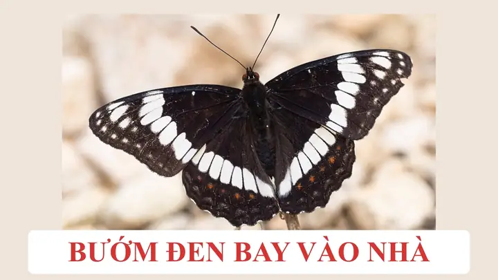 Giải Mã Bướm Đen Bay Vào Nhà Rồi Chết Là Điềm Gì: Ý Nghĩa Tâm Linh Và Phong Thủy Giải Mã Bướm Đen Bay Vào Nhà Rồi Chết Là Điềm Gì: Ý Nghĩa Tâm Linh Và Phong Thủy