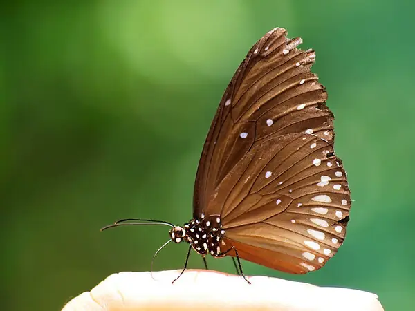 Giải Đáp Bướm Nâu Bay Vào Nhà Rồi Chết Là Điềm Gì: Ý Nghĩa Tâm Linh Và Dấu Hiệu Cần Lưu Ý Giải Đáp Bướm Nâu Bay Vào Nhà Rồi Chết Là Điềm Gì: Ý Nghĩa Tâm Linh Và Dấu Hiệu Cần Lưu Ý