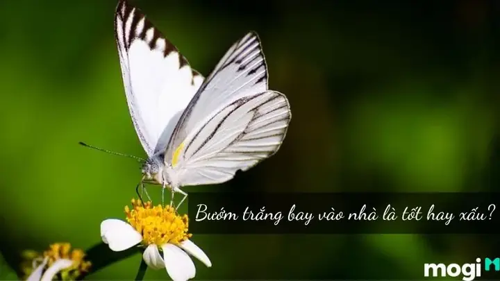 Giải Mã Ý Nghĩa Bướm Trắng Bay Quanh Người Là Điềm Tốt Hay Xấu?