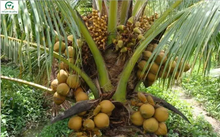Các Giống Dừa Nổi Bật Ở Bến Tre: Đặc Điểm, Năng Suất Và Hướng Dẫn Chọn Giống Các Giống Dừa Nổi Bật Ở Bến Tre: Đặc Điểm, Năng Suất Và Hướng Dẫn Chọn Giống