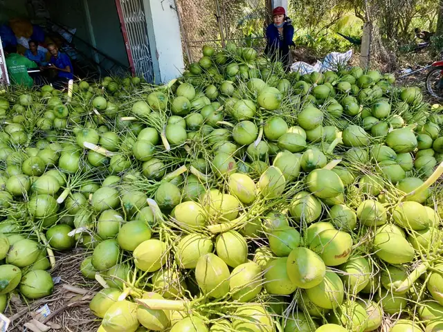Các Giống Dừa Nổi Bật Ở Bến Tre: Đặc Điểm, Năng Suất Và Hướng Dẫn Chọn Giống Các Giống Dừa Nổi Bật Ở Bến Tre: Đặc Điểm, Năng Suất Và Hướng Dẫn Chọn Giống