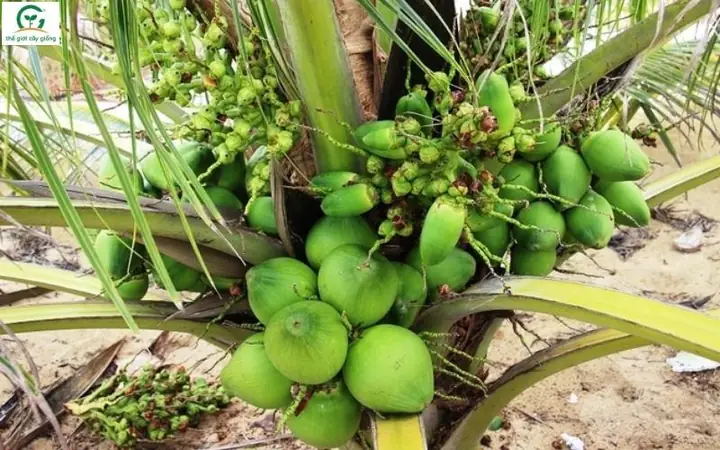 Các Giống Dừa Nổi Bật Ở Bến Tre: Đặc Điểm, Năng Suất Và Hướng Dẫn Chọn Giống Các Giống Dừa Nổi Bật Ở Bến Tre: Đặc Điểm, Năng Suất Và Hướng Dẫn Chọn Giống