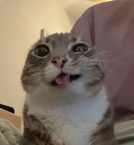 Tổng Hợp Kho Ảnh Giải Trí Tải Miễn Phí Các Hình Ảnh Hài Dành Cho Gen Z Gồm Meme, Ảnh Chế Và Ảnh Cute