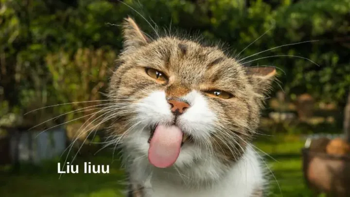 Tổng Hợp Kho Ảnh Giải Trí Tải Miễn Phí Các Hình Ảnh Hài Dành Cho Gen Z Gồm Meme, Ảnh Chế Và Ảnh Cute