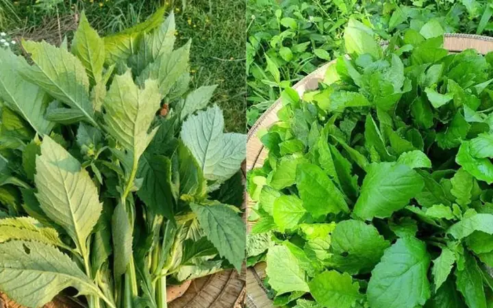 Các Loại Rau Rừng Thường Dùng Cuốn Bánh Tráng: Danh Sách, Cách Chọn Và Bảo Quản