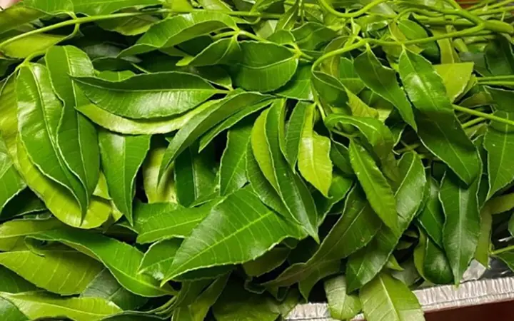 Các Loại Rau Rừng Thường Dùng Cuốn Bánh Tráng: Danh Sách, Cách Chọn Và Bảo Quản