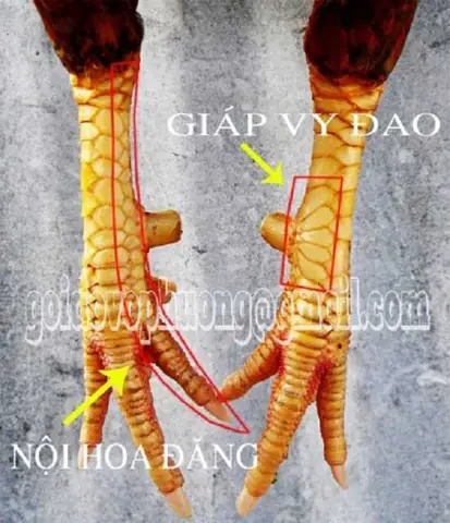 Tổng Hợp Các Tướng Chân Gà Đẹp Và Cách Xem Vảy Chân Gà Chọi Cho Sư Kê Tổng Hợp Các Tướng Chân Gà Đẹp Và Cách Xem Vảy Chân Gà Chọi Cho Sư Kê