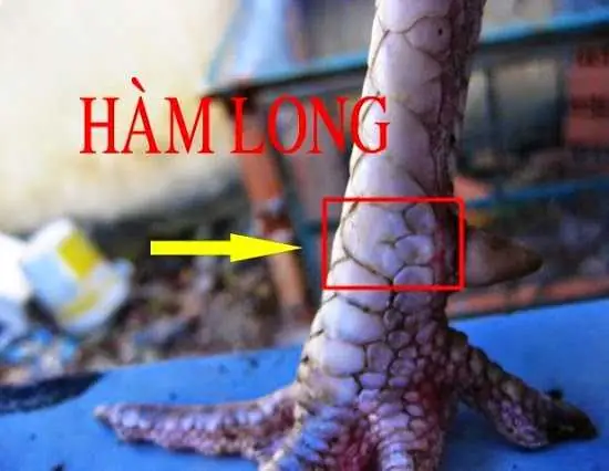 Tổng Hợp Các Tướng Chân Gà Đẹp Và Cách Xem Vảy Chân Gà Chọi Cho Sư Kê Tổng Hợp Các Tướng Chân Gà Đẹp Và Cách Xem Vảy Chân Gà Chọi Cho Sư Kê