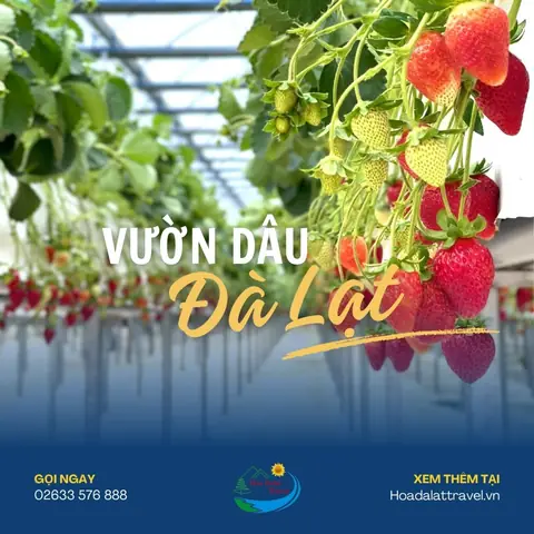 Gợi Ý Các Vườn Dâu Uy Tín Ở Đà Lạt Cho Chuyến Đi Hái Dâu Và Check-in Gợi Ý Các Vườn Dâu Uy Tín Ở Đà Lạt Cho Chuyến Đi Hái Dâu Và Check-in
