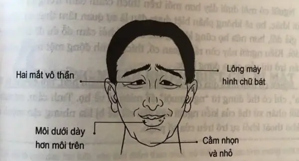 Cách Nhận Biết Người Tốt Xấu Qua Tướng Mắt Theo Nhân Tướng Học