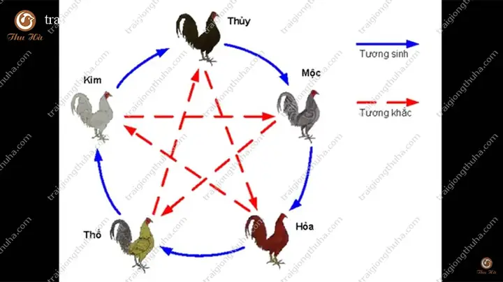 Hướng Dẫn Chi Tiết Cách Xem Tướng Gà Chọi Thần Kê Cho Sư Kê