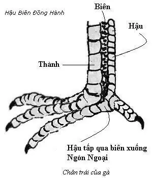 Hướng Dẫn Chi Tiết Cách Xem Tướng Gà Chọi Thần Kê Cho Sư Kê